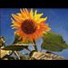 Sunflower Modern